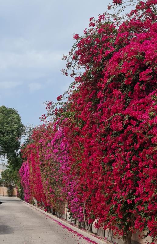 Bougainvilleas of Bahrain- Saar